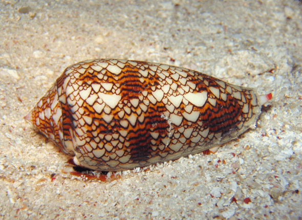 Textile_cone